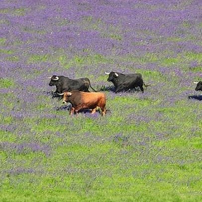 Tauromaquia recebe prémio por preservação de ecossistemas ibéricos