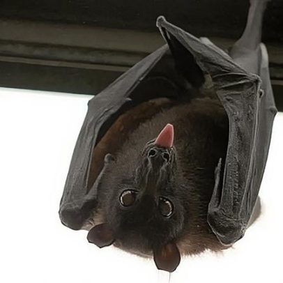 Nipah: o vírus que preocupa Índia e Tailândia e o que se sabe