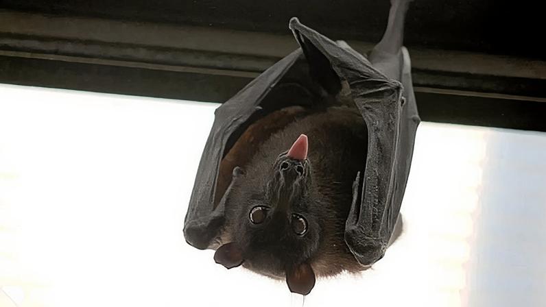 Nipah: o que se sabe sobre o vírus que preocupa Índia e Tailândia