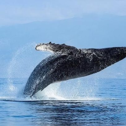 Associação Os Grandes Azuis apoia mais de 100 pessoas com autismo