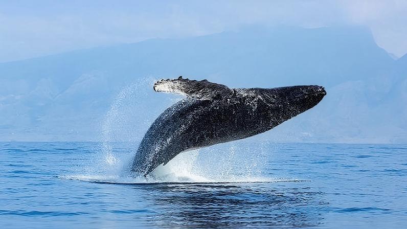 Câmara Municipal da Moita discute gestão de áreas ribeirinhas com Administração dos Portos