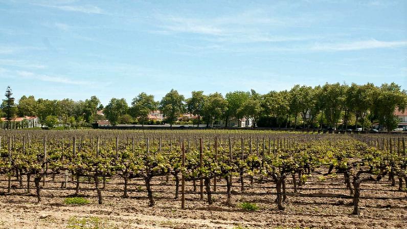 ▲ Os imigrantes trabalhavam na apanha de azeitonas, milho e fruta sem poder fazer pausas