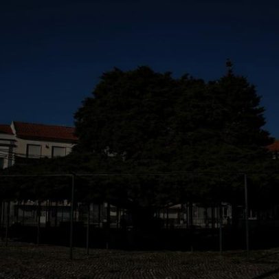 Cedro de 75 anos de igreja em Torres Vedras vence Árvore do Ano Portugal