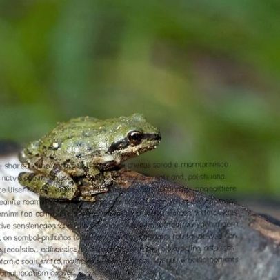 Alterações climáticas tornam o coaxar dos sapos machos mais atrativo