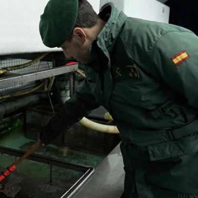 Cooperação pode travar o comércio ilegal de enguia europeia