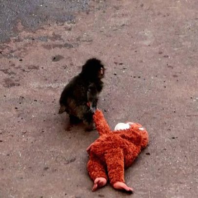 Japão fãs acorrem ao zoológico para ver macaco-bebé Punch