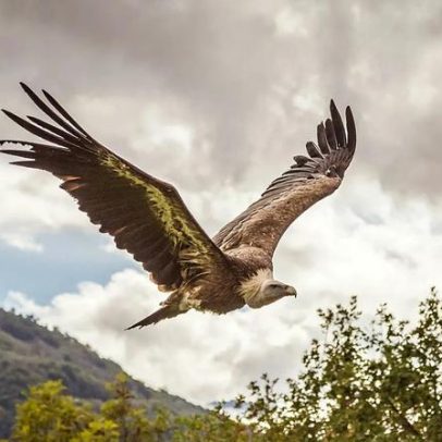 Itália celebra sucesso na conservação de abutres-freirões na Sardenha