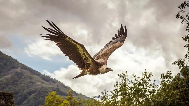 Em 2014, a população de grifos-europeus da Sardenha tinha diminuído para cerca de 60 indivíduos