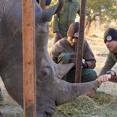 Plano de zoo da Flórida ajuda a salvar visão de rinoceronte em África