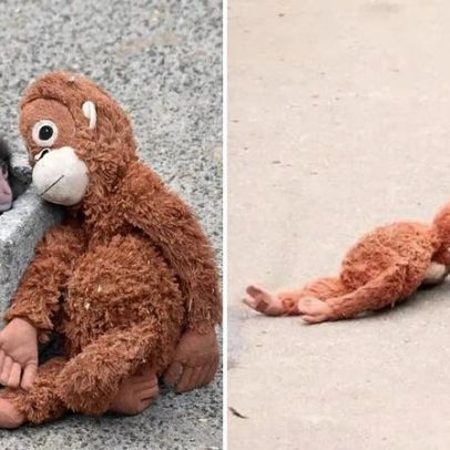 Macaco abandonado e seu peluche tornam-se sensação na internet