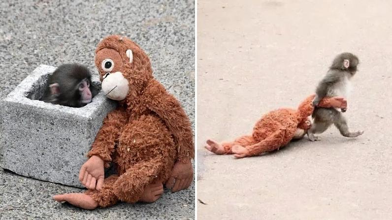 Conheça o Punch: O macaco bebé abandonado que está a unir a Internet