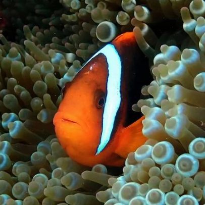 Peixes-palhaço bebé perdem riscas para assegurar estatuto social