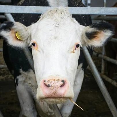 Estudo acusa que UE subsidia carne de vaca e borrego 580x mais que leguminosas