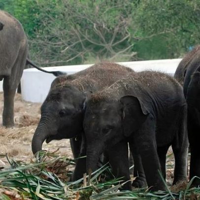 Tailândia recorre a controlo de natalidade para travar expulsão de elefantes