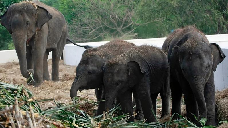 Nesta foto de arquivo de segunda-feira, 31 de outubro de 2011, elefantes são alimentados com cana-de-açúcar fresca no campo de elefantes em Ayutthaya, centro da Tailândia.
