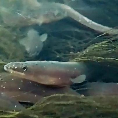 Milhares de chefs pedem moratória sobre a enguia europeia