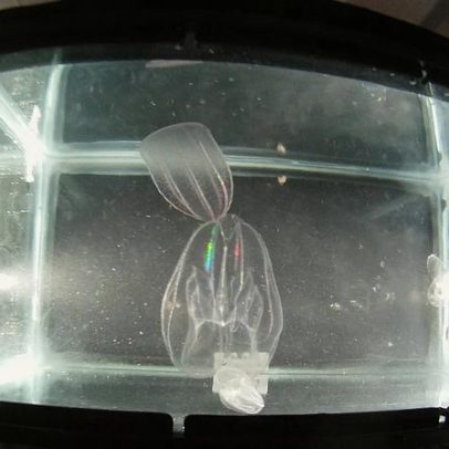 Espécies invasoras ameaçam lagoa frágil de Veneza