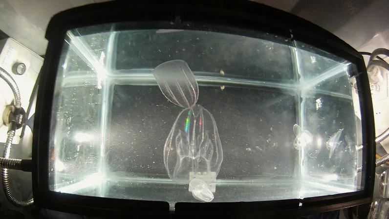 Mais recente invasor a proliferar na lagoa de Veneza é um ctenóforo canibal, classificado entre as 100 espécies invasoras mais prejudiciais do mundo