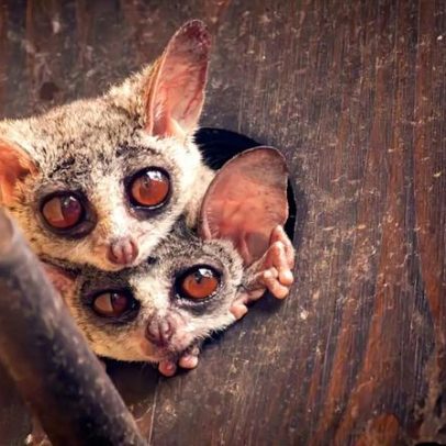 Proteção do gálago ameaçado: pontes de copa e controlo de ração canina