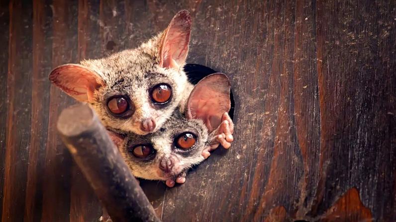 Gálagos espreitam pela porta antes de sair para a noite.