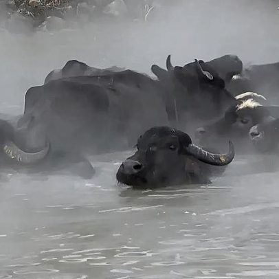 Búfalos de água relaxam em termas naturais na Turquia sob frio extremo