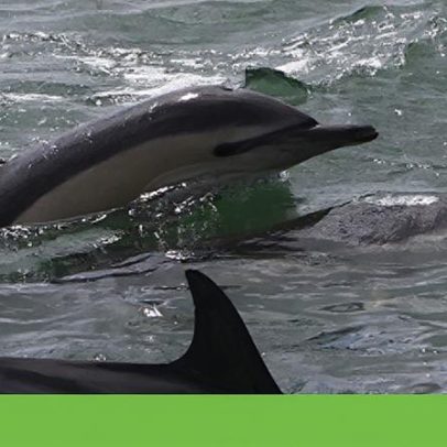 Captura de golfinhos jovens coloca espécie em perigo na costa portuguesa