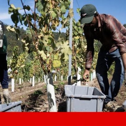 Segurança Social: 2025 mostra estrangeiros como maioria das contribuições na agricultura, pesca e floresta