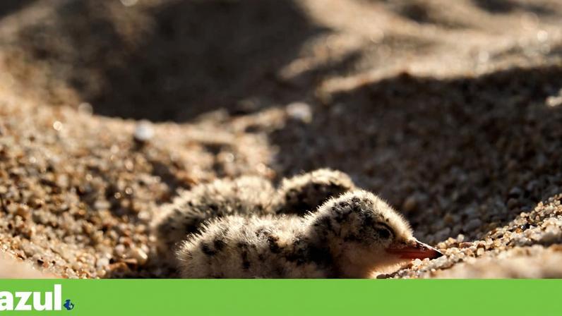 Praia da Ilha de Faro, Ria Formosa: crias de Chilreta (Sternula albifrons) recem-nascidos aninhados no areal