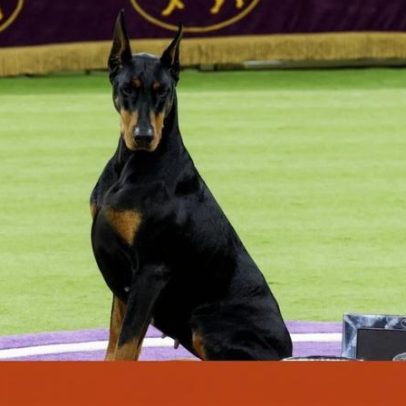 Penny vence no Westminster Kennel Club, eleito melhor cão pelo júri