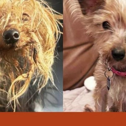 Cão sénior resgatado após ser atirado para o lixo, não pára de abanar a cauda