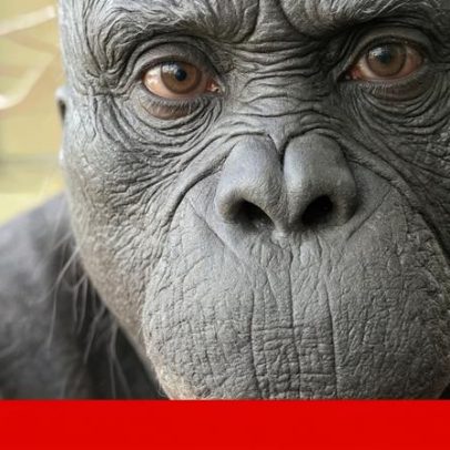 Grandes símios partilham da capacidade humana de imaginar