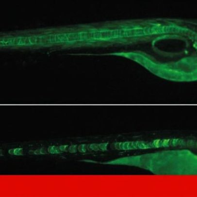 Cientistas do Porto identificam código que regula genes e influencia o cancro