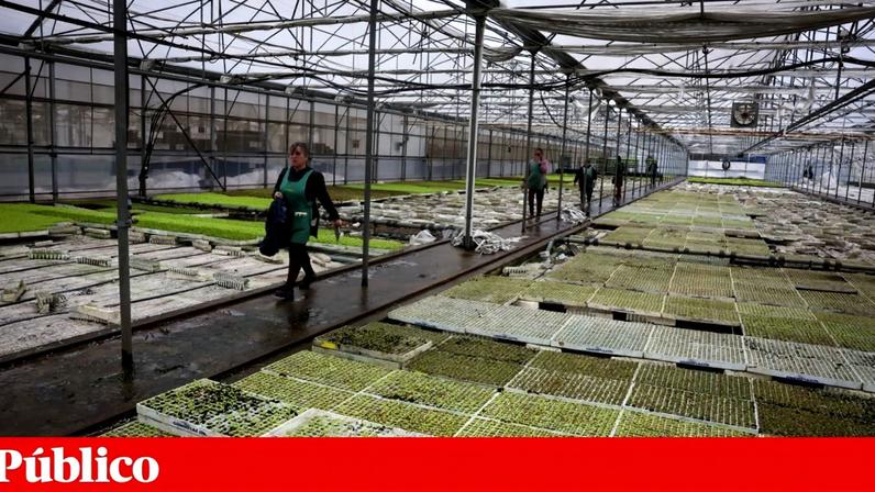 Os danos provocados pela tempestade Kristin deixaram empresas e explorações agrícolas sem condições para laborar