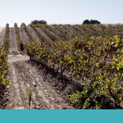Alentejo tem produtor e vinho do ano segundo a Revista de Vinhos 2025