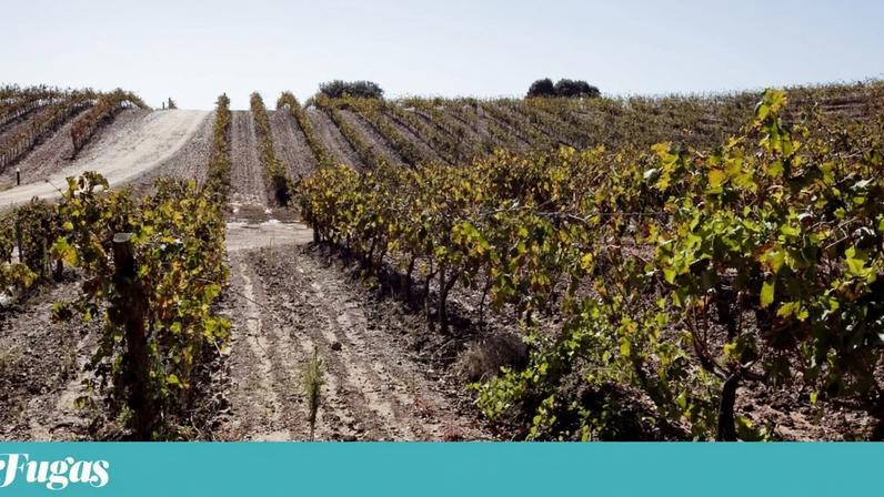 A Herdade do Sobroso, em Marmelar, Vidigueira