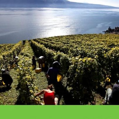 Biodiversidade: sem proteção, empresas ficam em risco de extinção