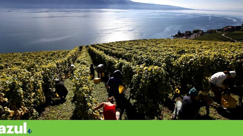 Vinhedo nas margens do lago Leman, na Suíça, exemplo de um negócio dependente da conservação da natureza