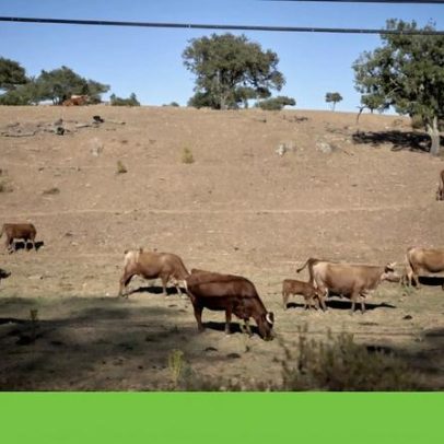 Metade das áreas de pastoreio pode tornar-se inviável até 2100 em Portugal