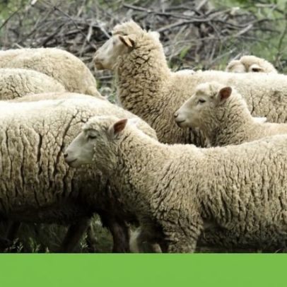 Produtores de gado criam movimento para acabar com a protecção ao lobo