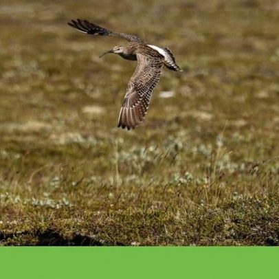 Rastreamento de aves em risco ajuda conservação, mas dados ficam no computador