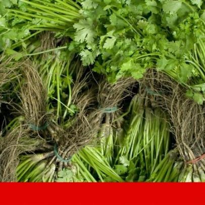 Coentros e orégãos: ciência em busca dos aromas autênticos do Alentejo