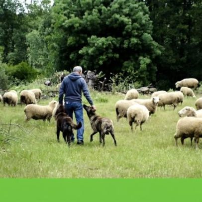 ONG defende animais contra movimento que propõe fim da proteção ao lobo