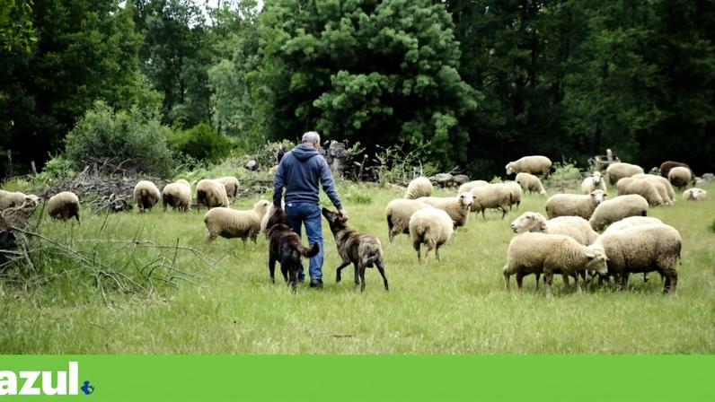 Ter cães de gado a guardar os rebanhos é uma forma de melhorar a coexistência com o lobo ibérico