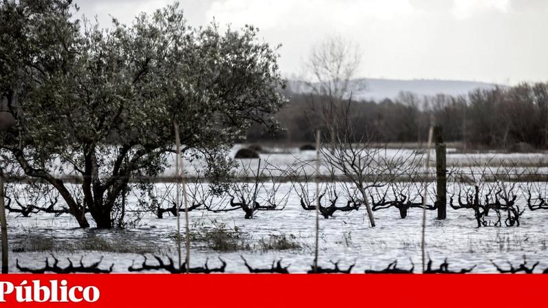 Cheias do Mondego vieram agravar prejuízos à produção agrícola e pecuária iniciados no final de Janeiro com a tempestade Kristin