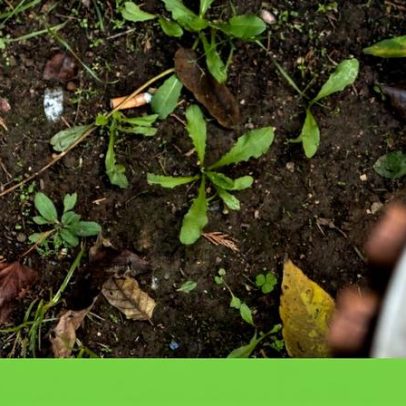 Pacto Climático Europeu solicita às autarquias aplicar a lei das beatas