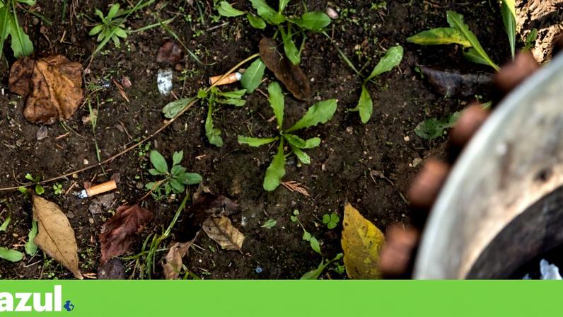 Beatas de cigarros nunca se decompõem totalmente e libertam substâncias tóxicas na natureza