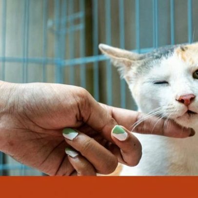 Banco de Sangue Animal procura dadores para salvar vidas