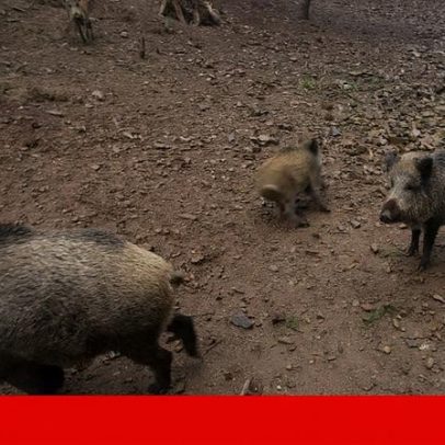 Catalunha: javalis com peste suína africana fora do perímetro de segurança