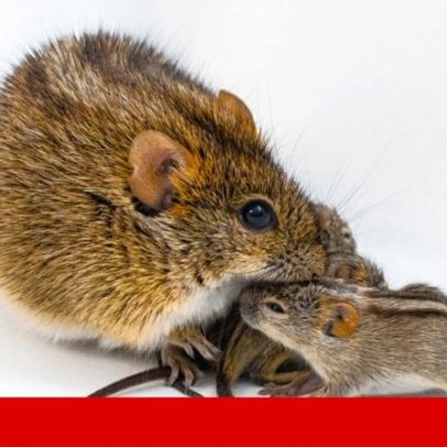 Gene Agouti determina se pais ratinhos acariciam ou atacam os filhos
