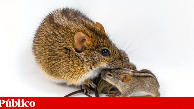 Um ratinho-de-quatro-riscas macho a acarinhar as suas crias